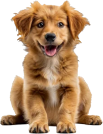 Dog01