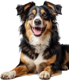 Dog02